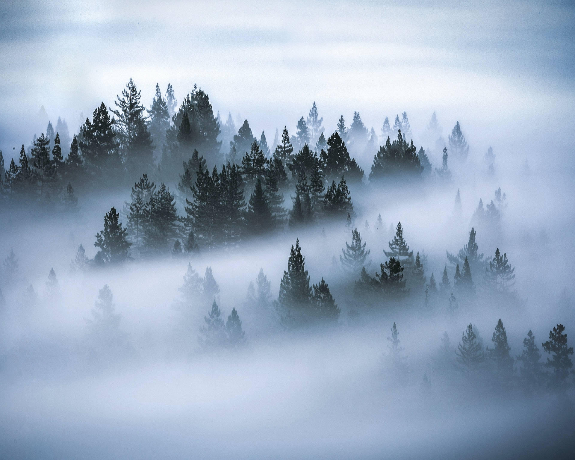 Sea Of Trees Hd Landscape Desktop Background