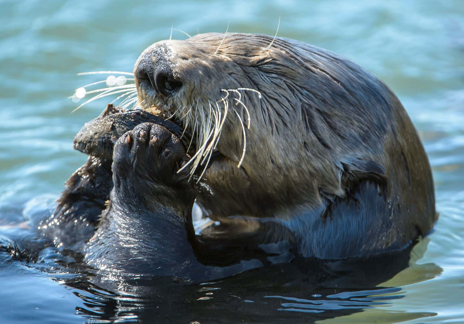 Sea Otter Enjoying Meal