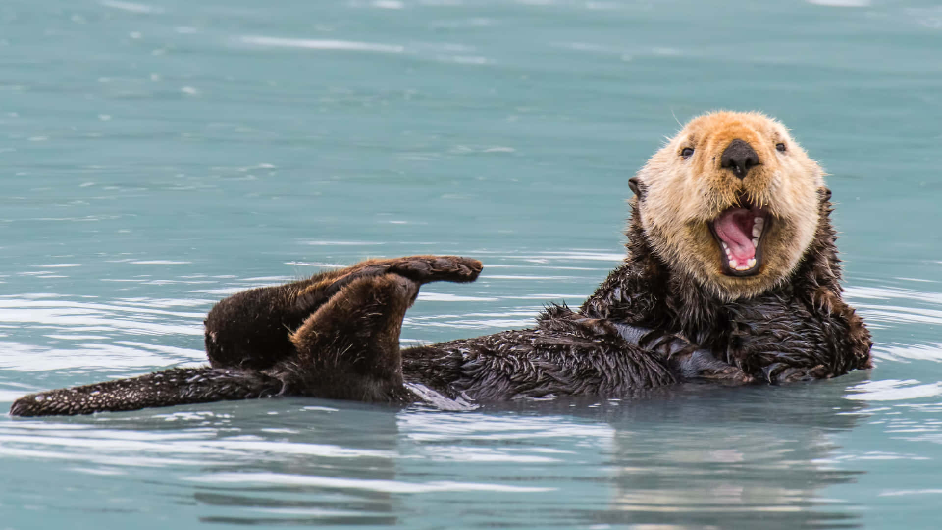 Sea Otter Expressive Facial Expression