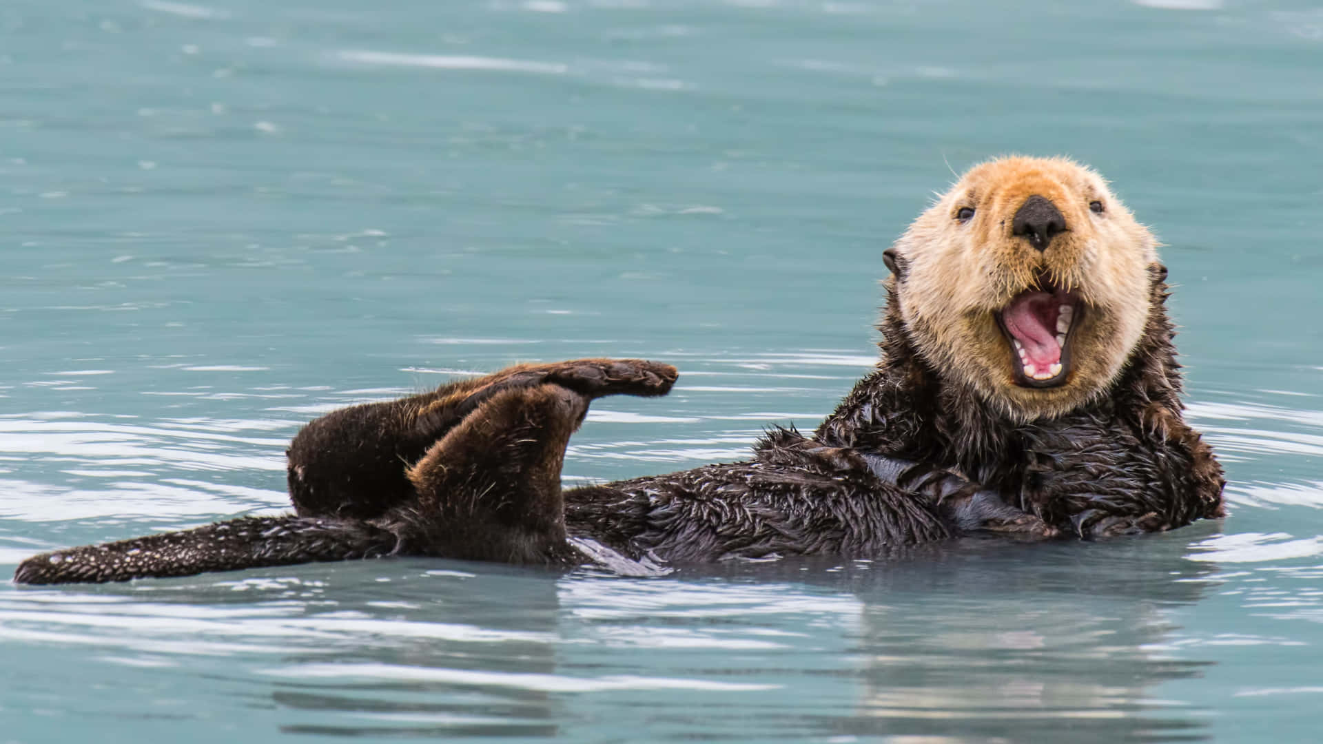 Sea Otter Expressive Facial Expression Background