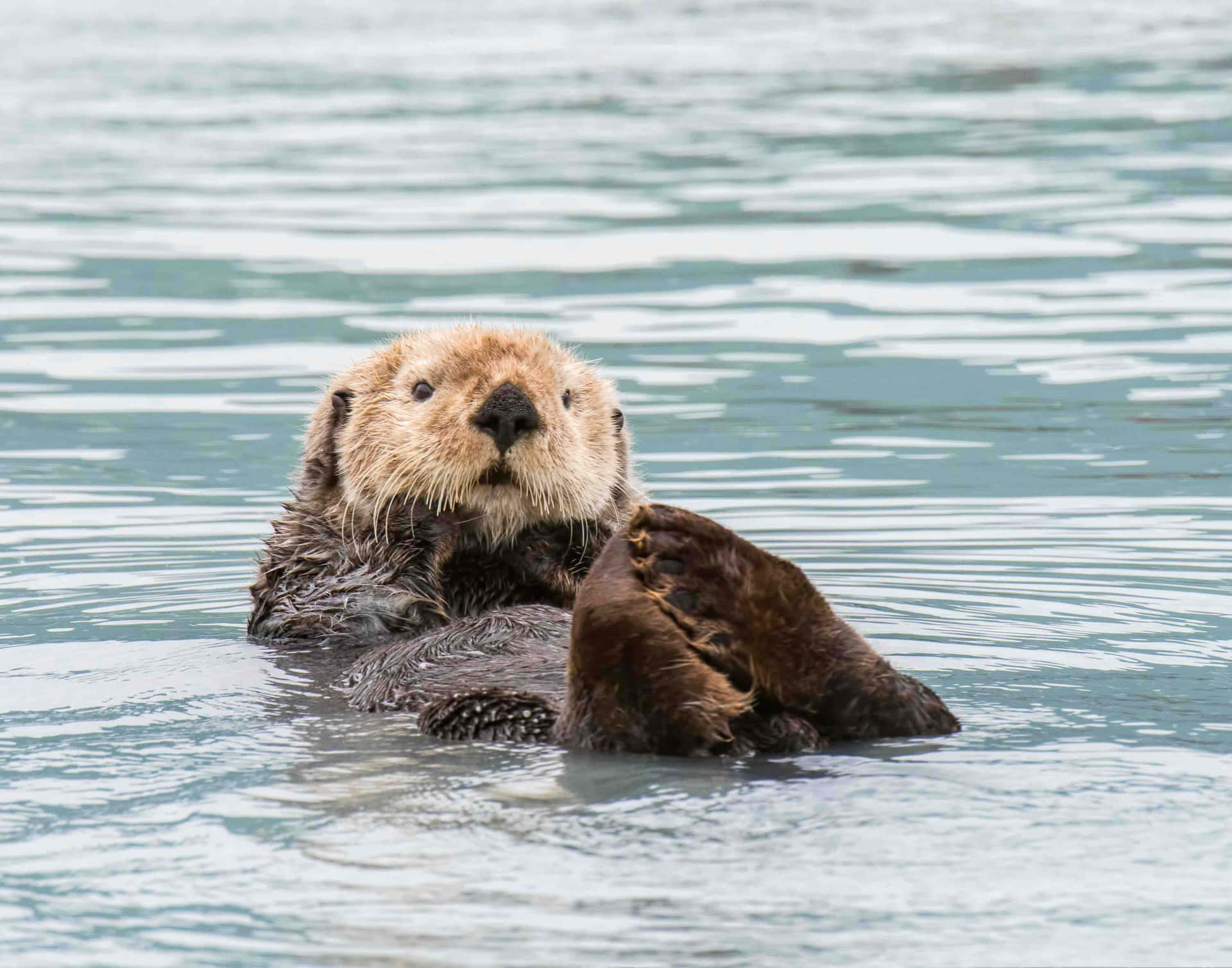 Sea Otter Floating Calm Waters.jpg Background