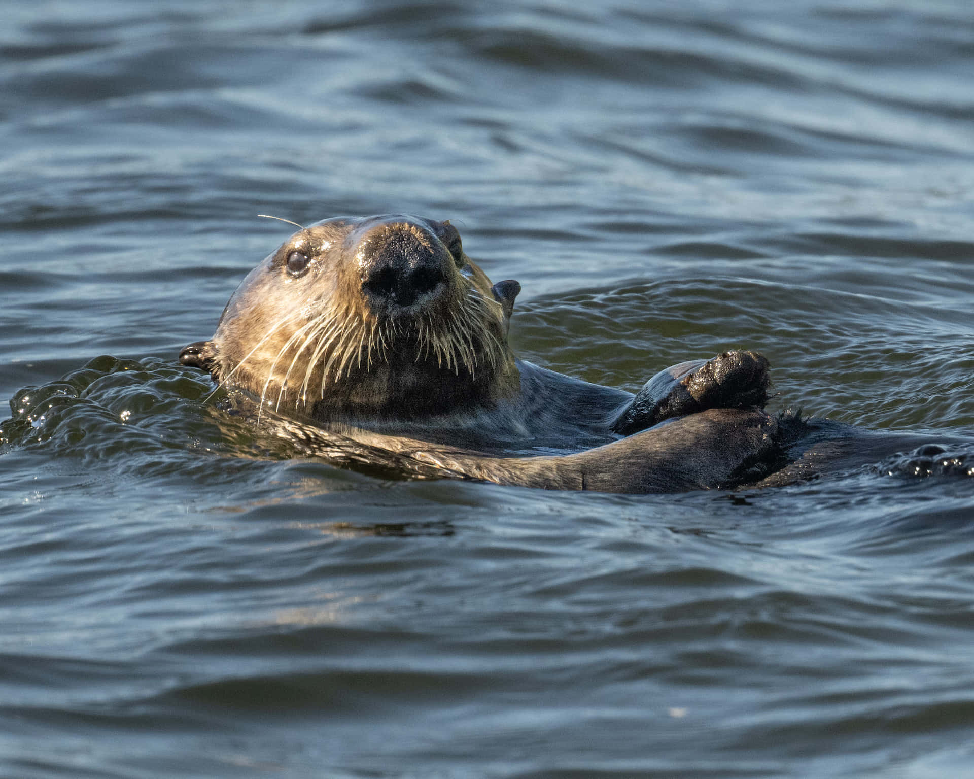 Sea Otter Floatingin Water.jpg Background