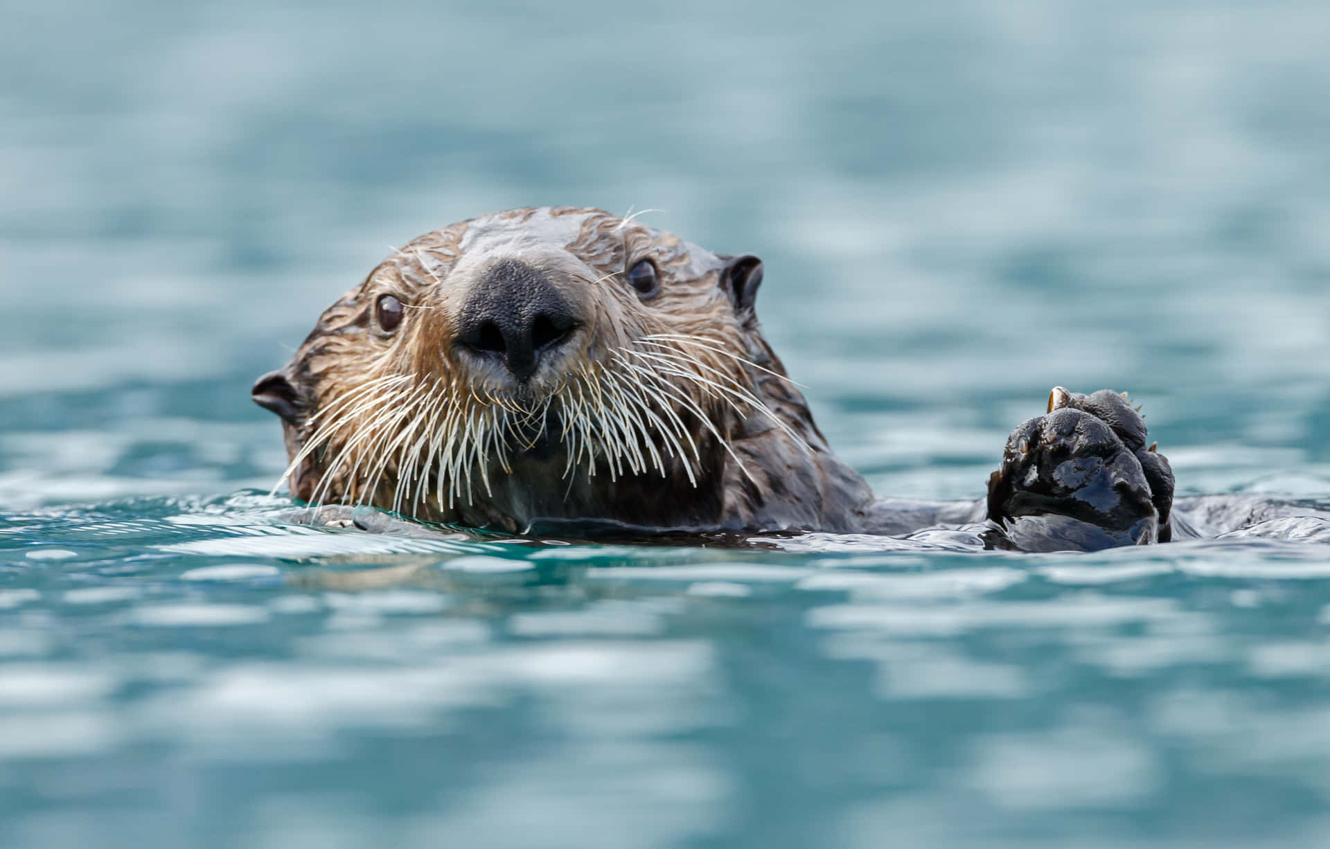 Sea Otter Floatingin Water.jpg