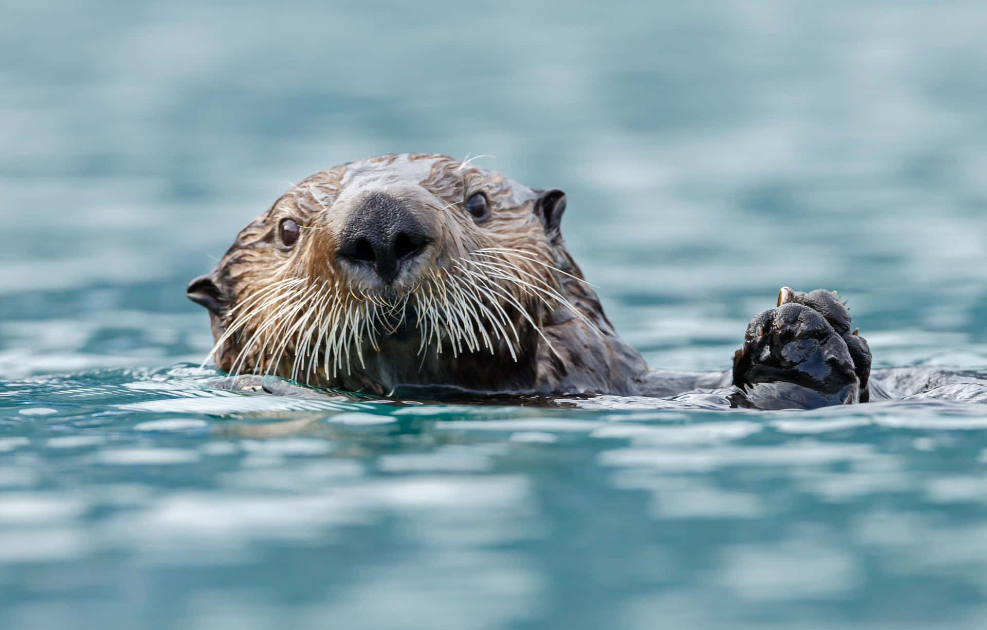 Sea Otter Floatingin Water.jpg Background