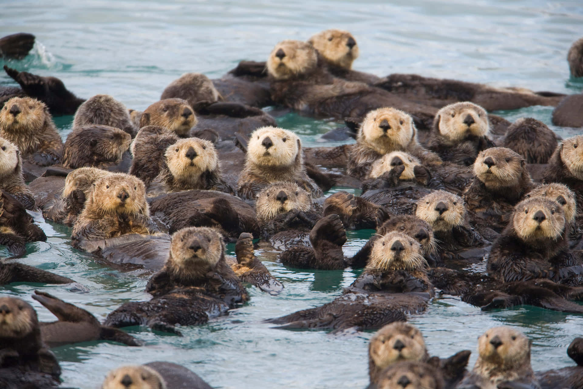 Sea Otter Gathering900x600