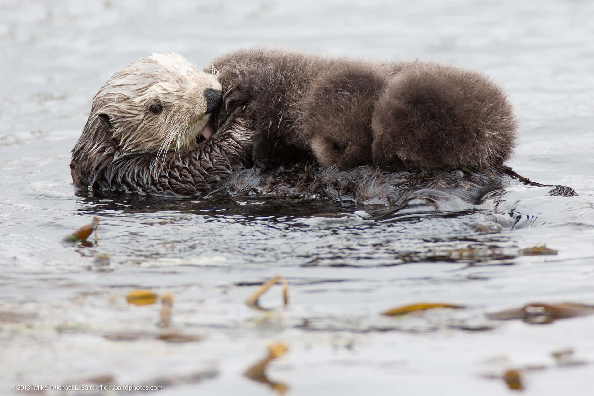 Sea Otter Motherand Pup