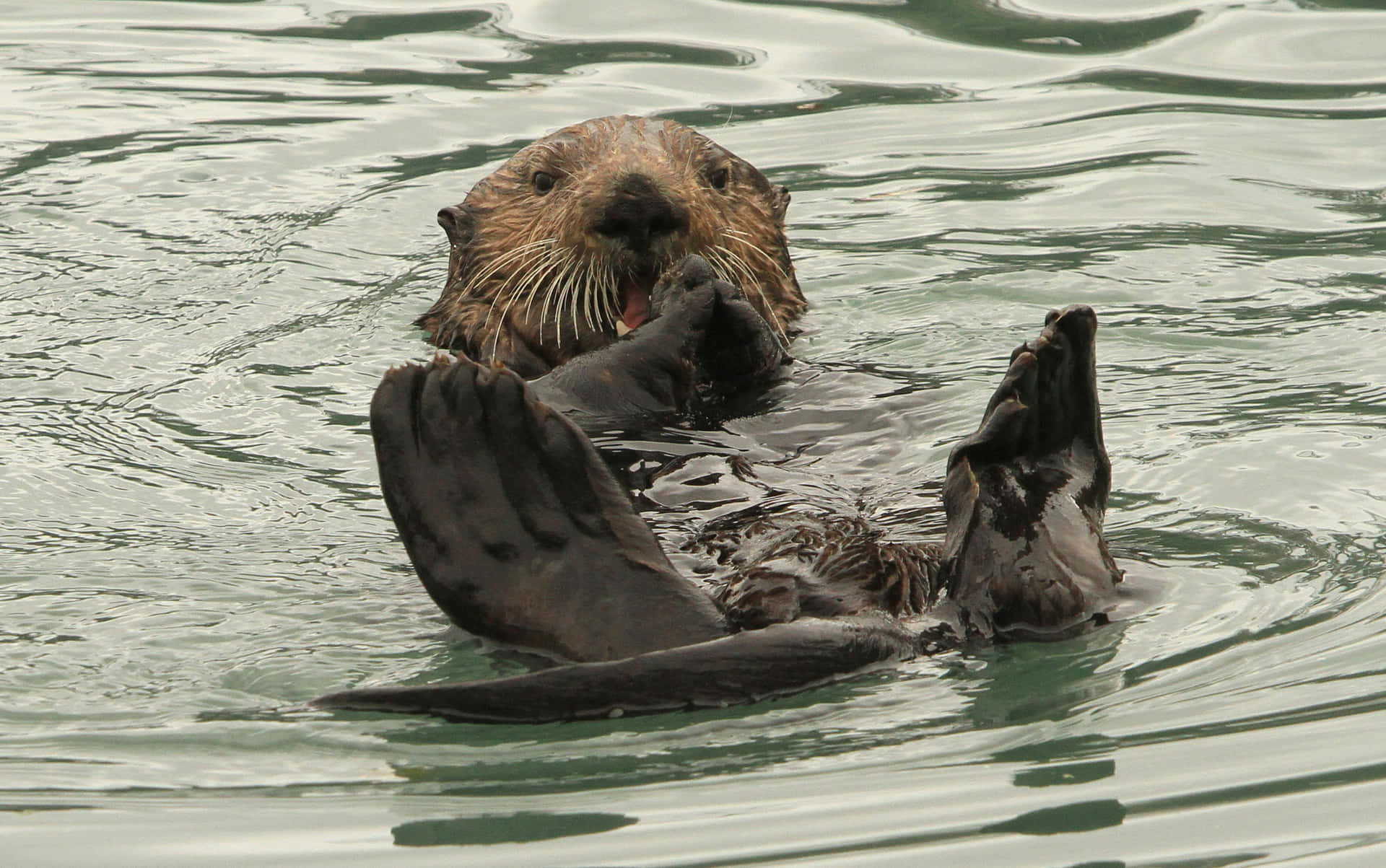 Sea Otter Relaxingin Water.jpg Background