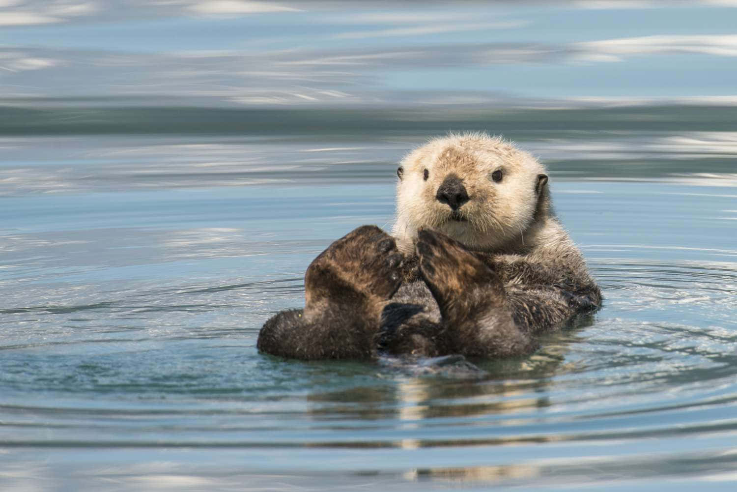 Sea Otter Relaxingin Water.jpg Background
