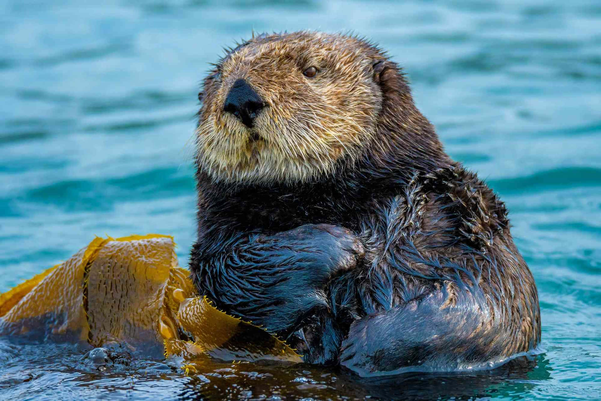 Sea Otter Relaxingwith Kelp.jpg Background