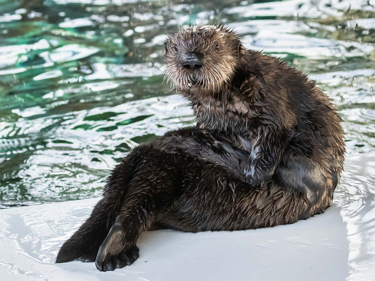 Sea Otter Resting On Iceberg Background