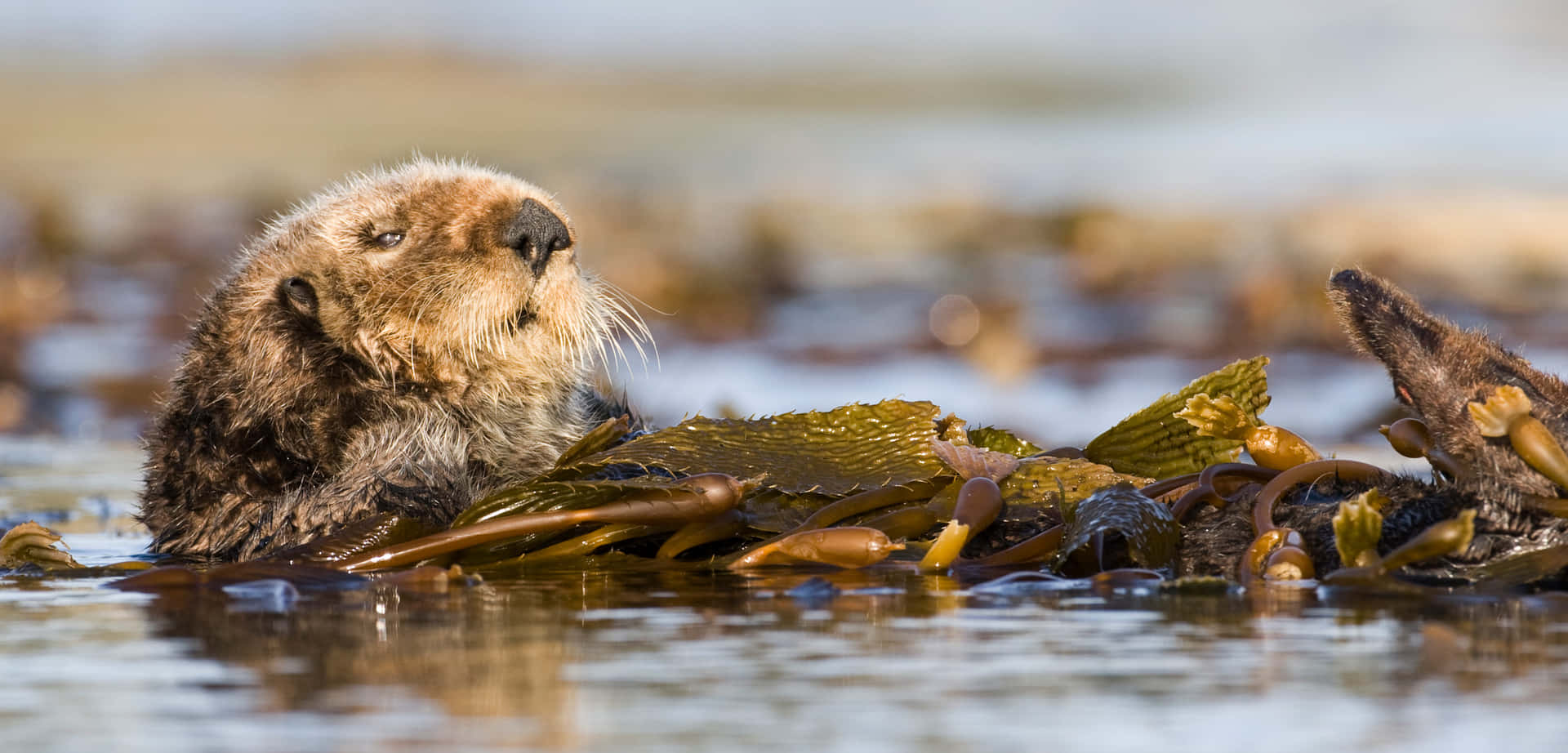 Sea Otter Restingin Kelp Bed.jpg Background