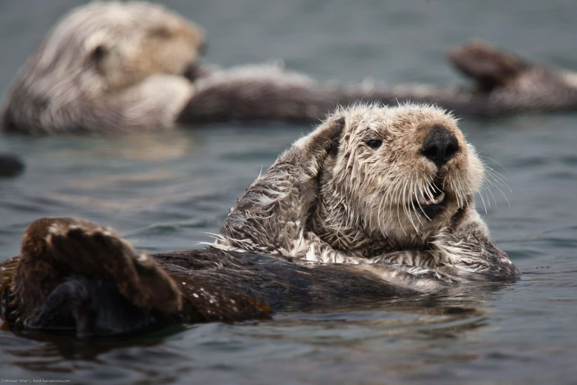Sea Otter Restingin Water.jpg