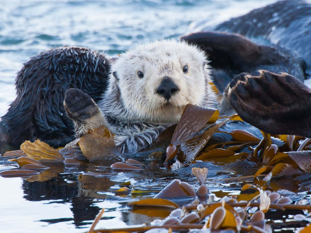Sea Otter Restingon Kelp Bed.jpg