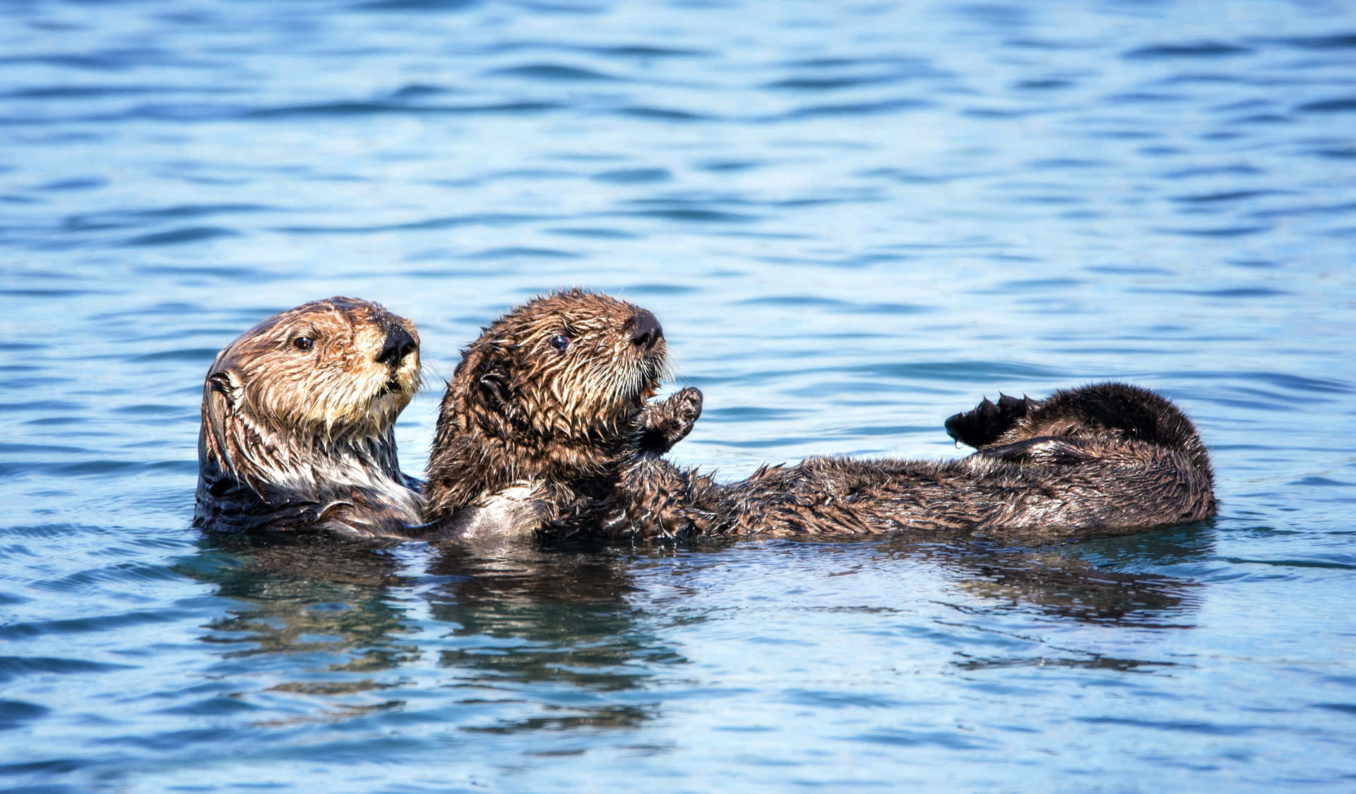 Sea Otters Floating Together.jpg