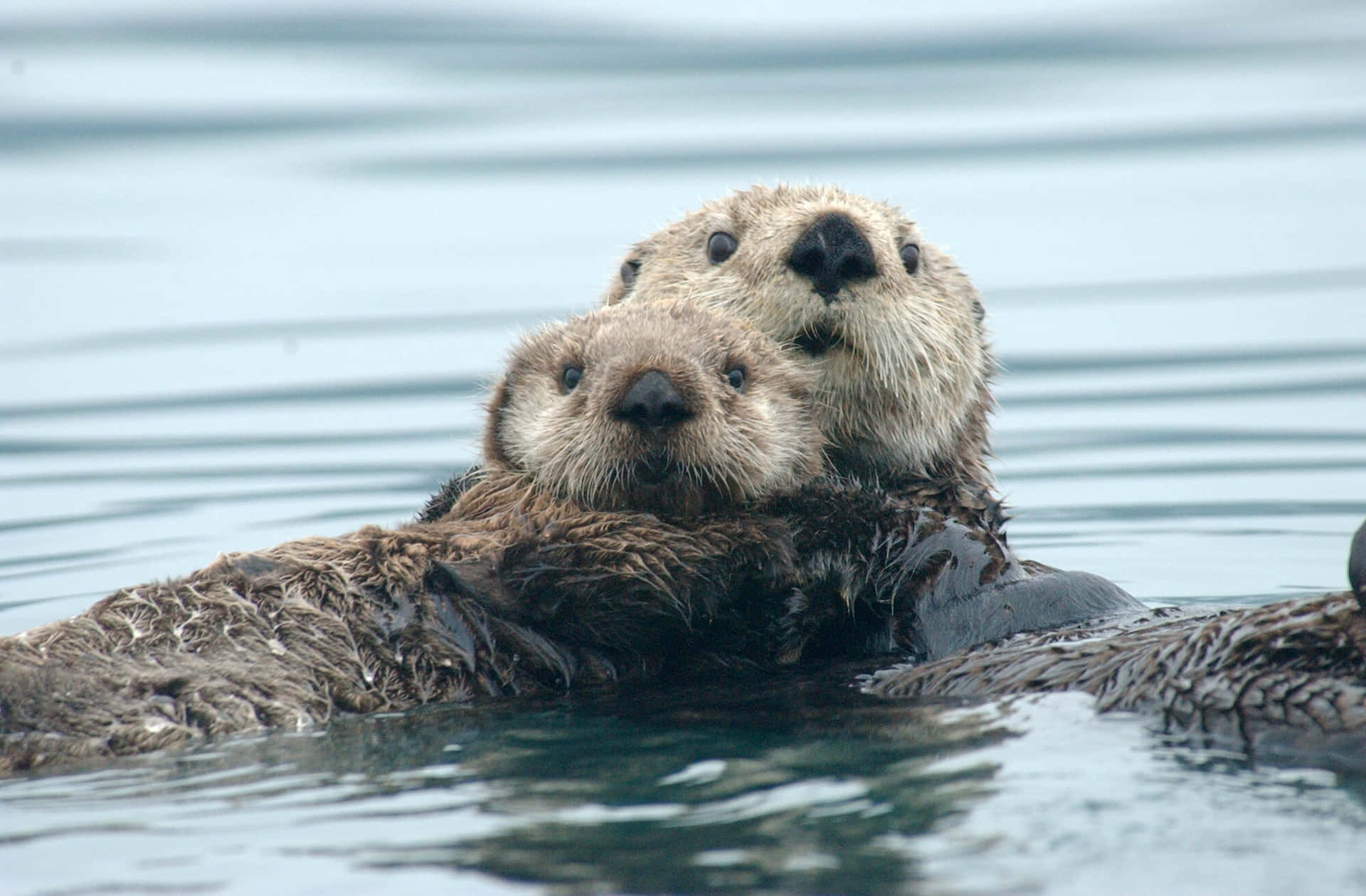 Sea Otters Floating Together.jpg Background