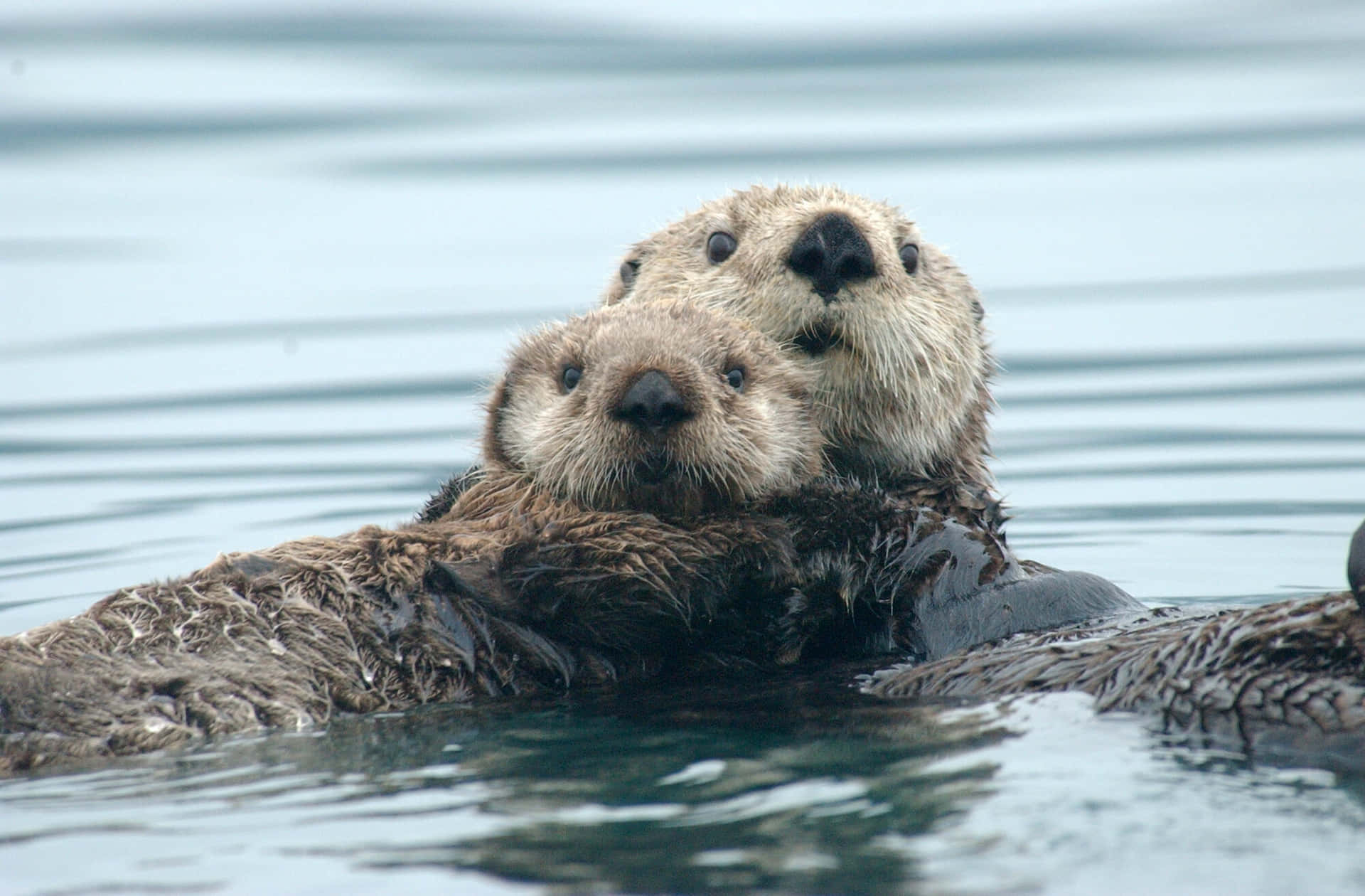 Sea Otters Floating Together.jpg