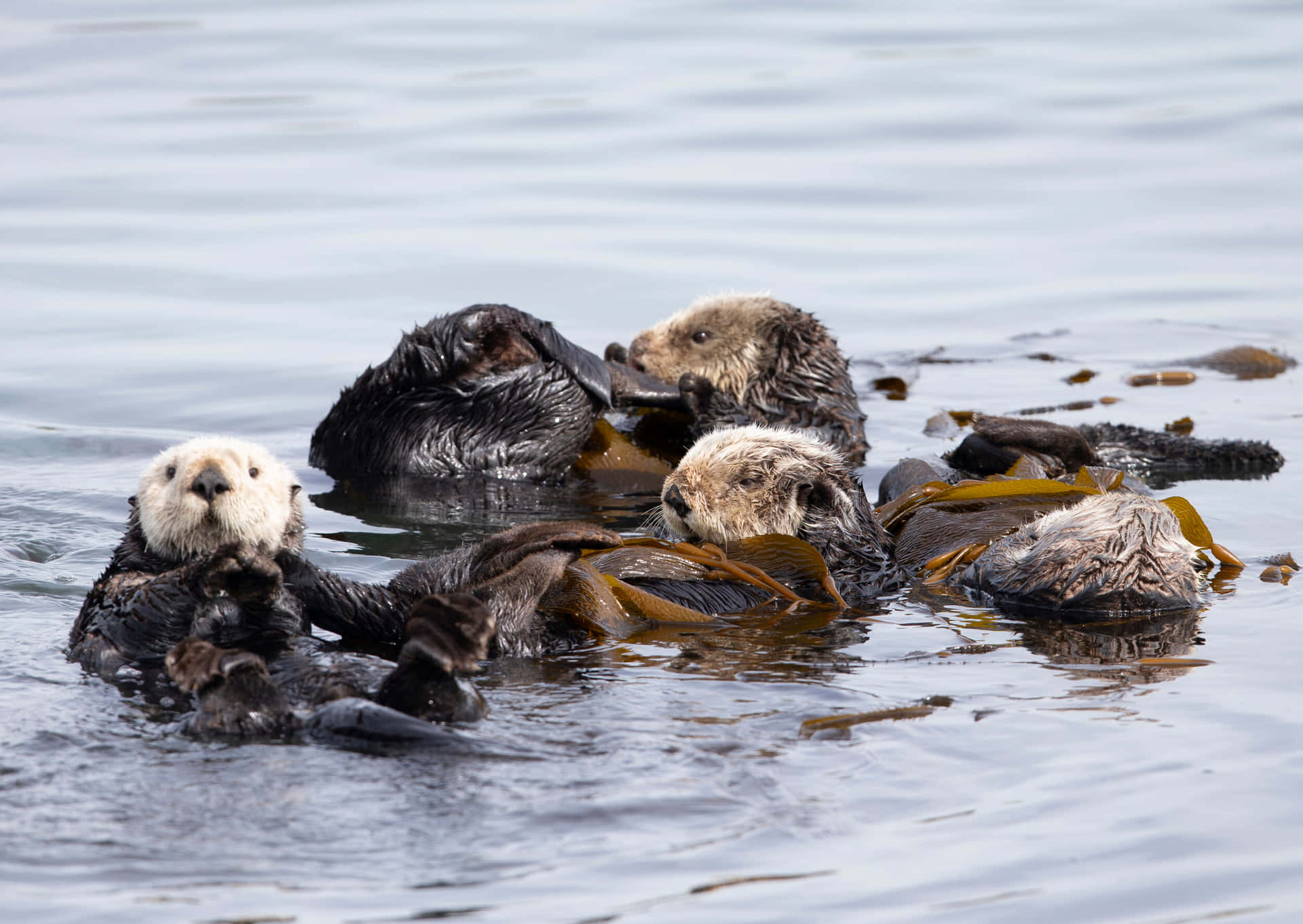 Sea Otters Restingin Kelp Bed Background