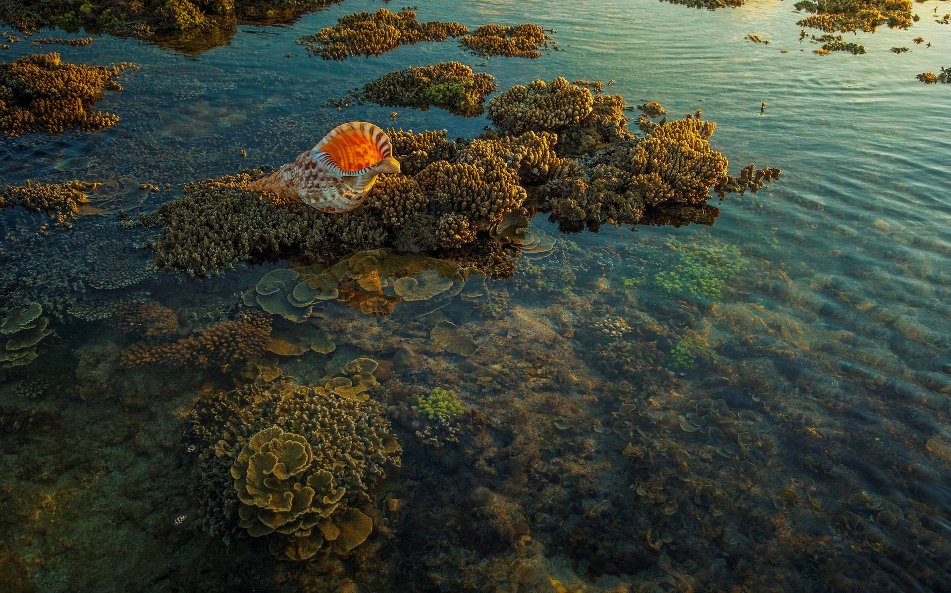 Sea Shell Coral Background