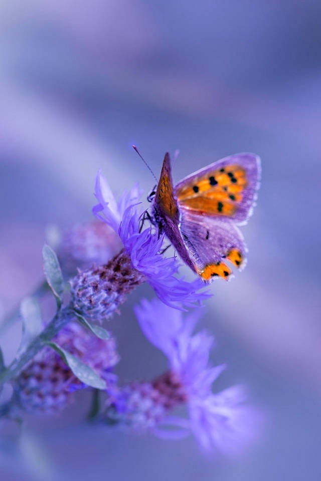 Sea Thistle Purple Flower And Butterfly Iphone Background