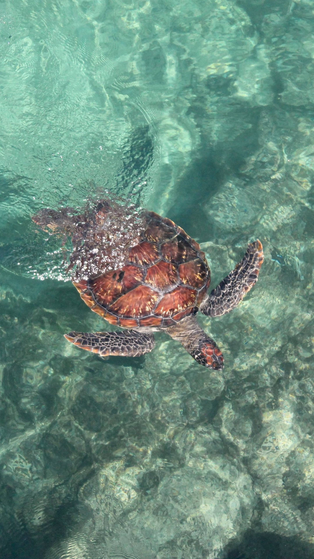 Sea Turtle Bird's View Iphone Background