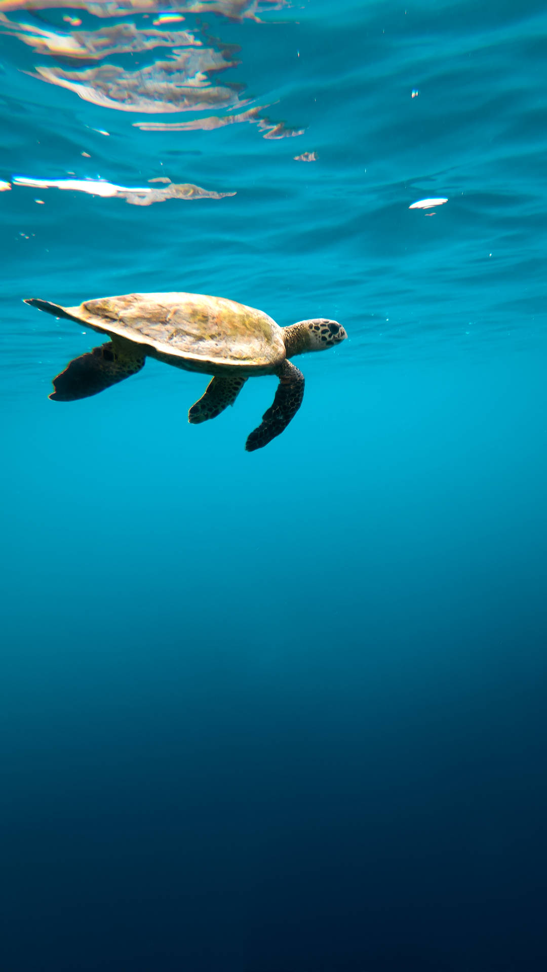 Sea Turtle Clear Water Iphone Background