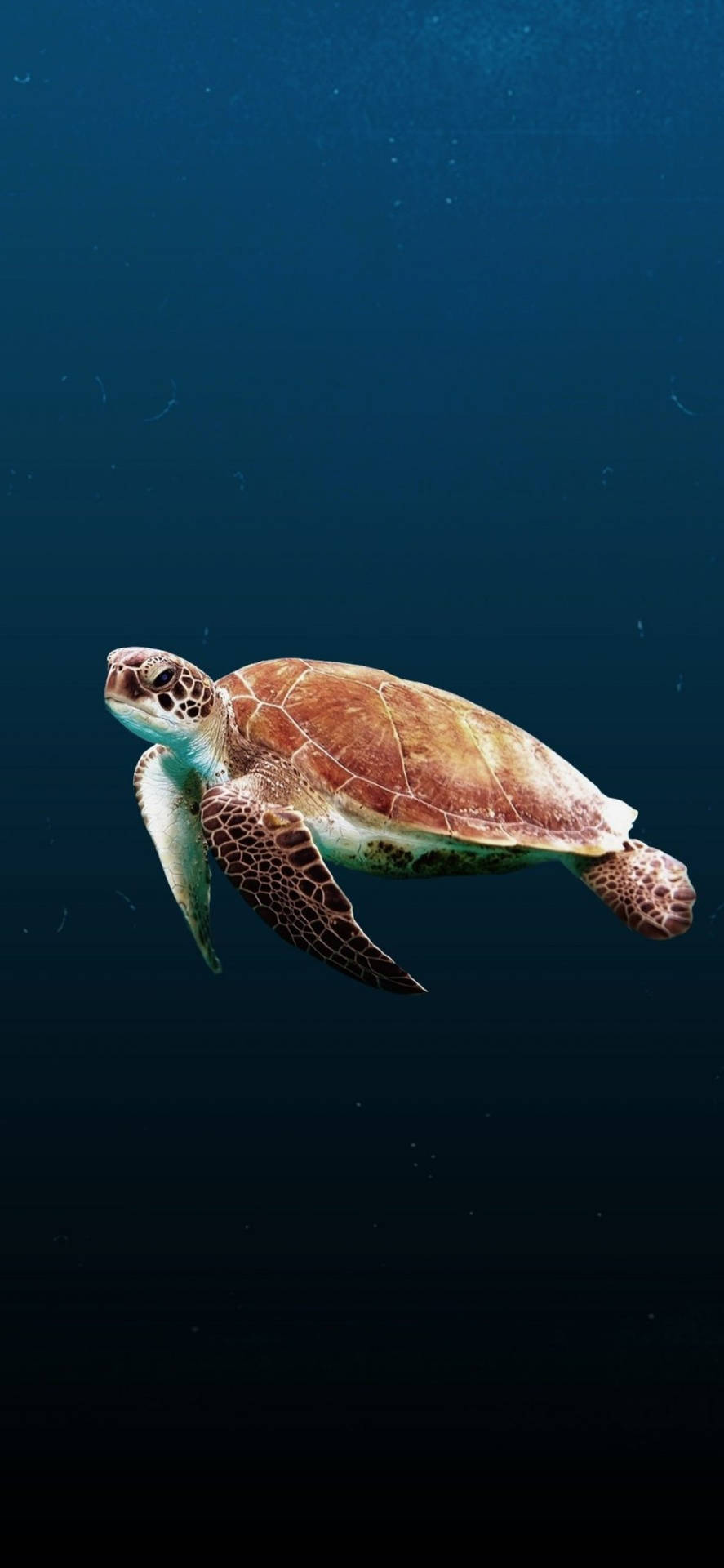 Sea Turtle Clear Water Iphone Background