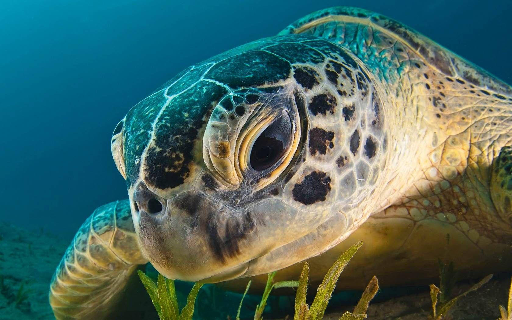 Sea Turtle Close-up Photo Background