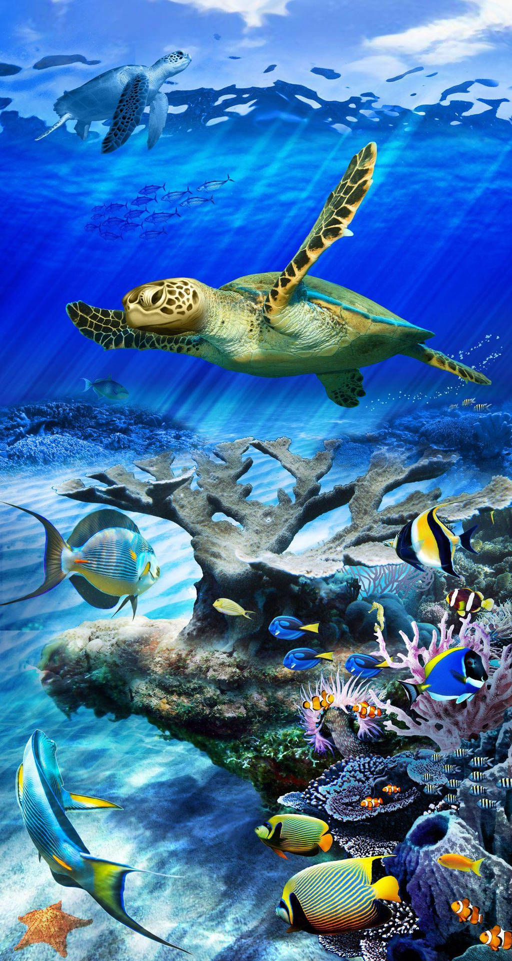 Sea Turtle Colorful Fish Iphone Background