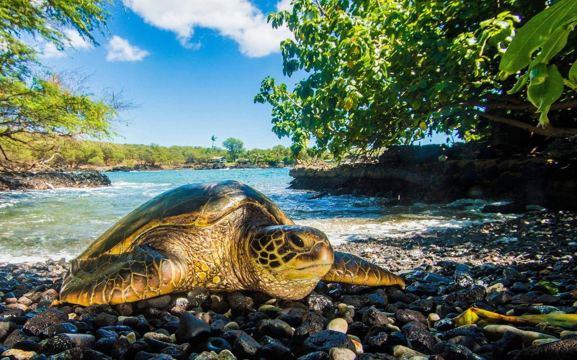 Sea Turtle Crawling On Stones Background