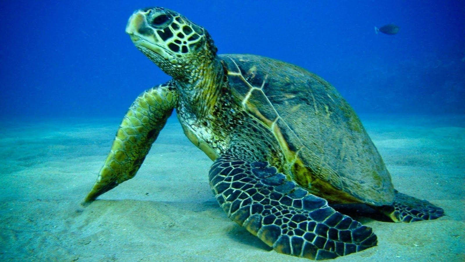 Sea Turtle Crawling Under The Ocean Sand Background