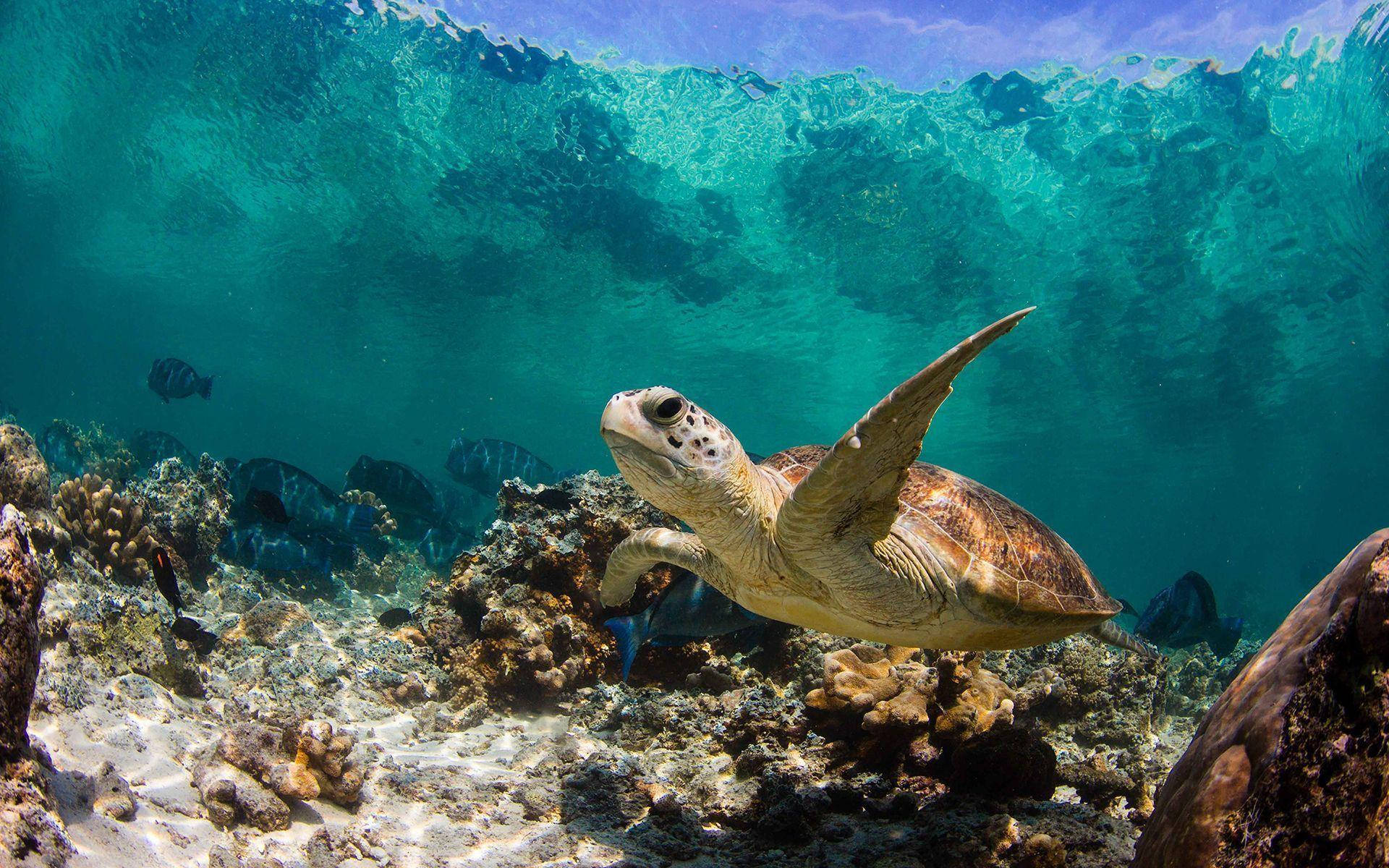 Sea Turtle Crossing Coral Reefs