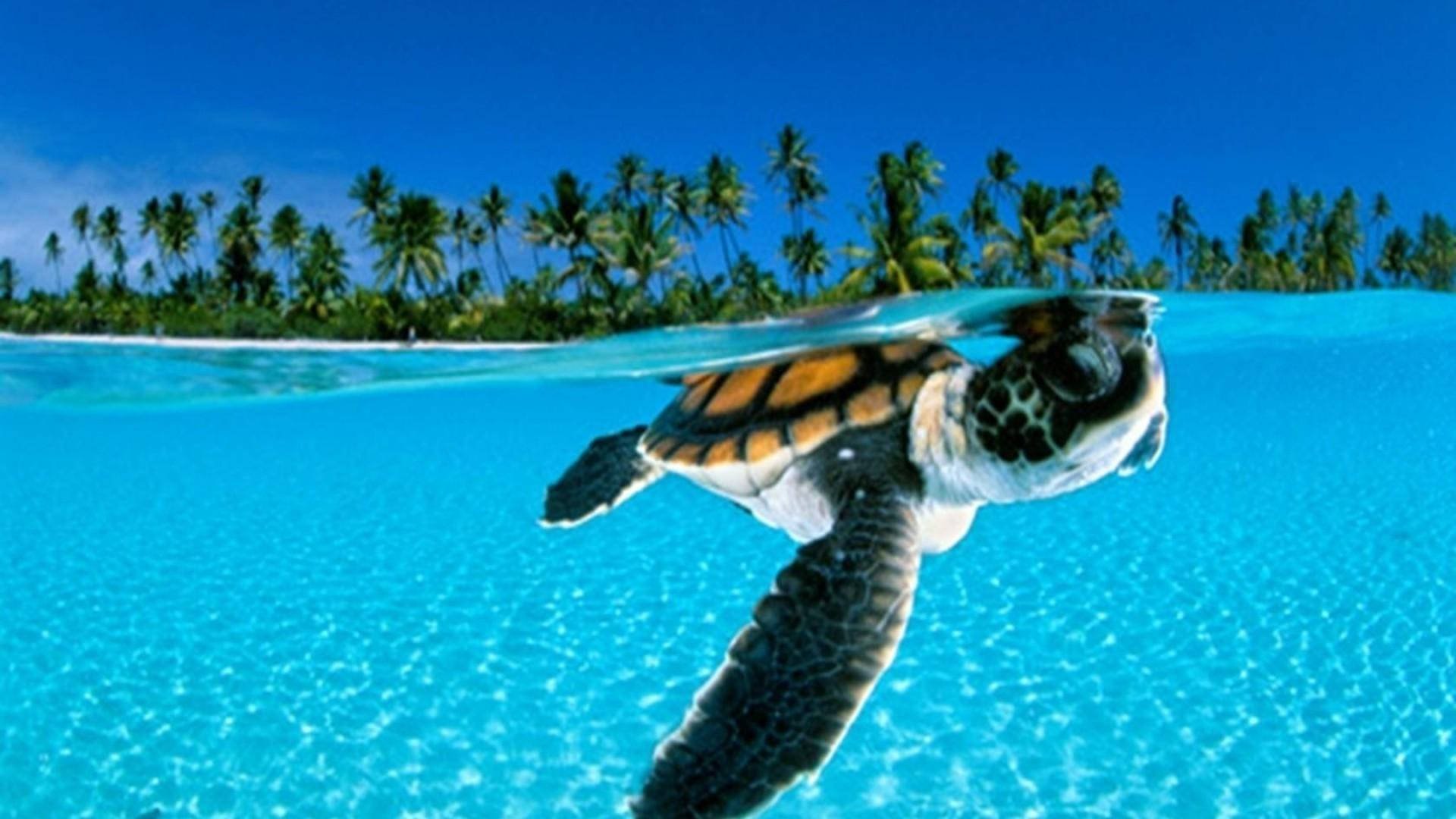 Sea Turtle Cruising On A Clear Blue Ocean Background