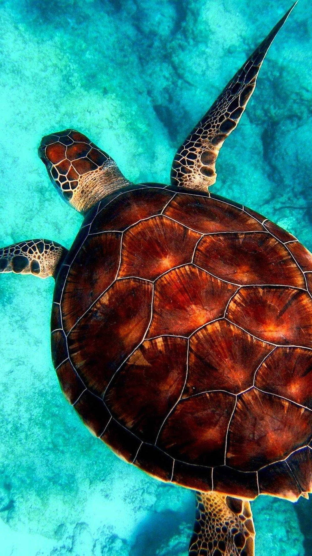 Sea Turtle Crystal Clear Iphone Background