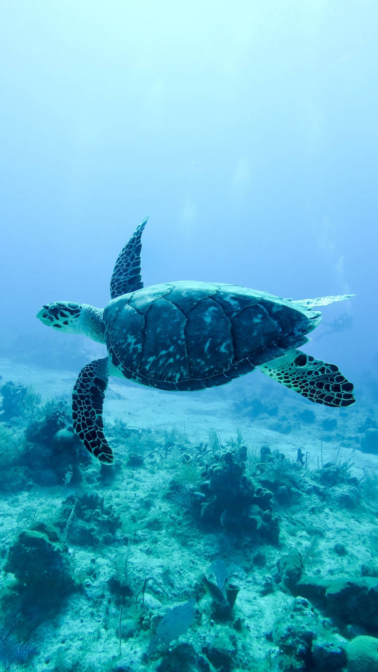 Sea Turtle Floating Iphone Background