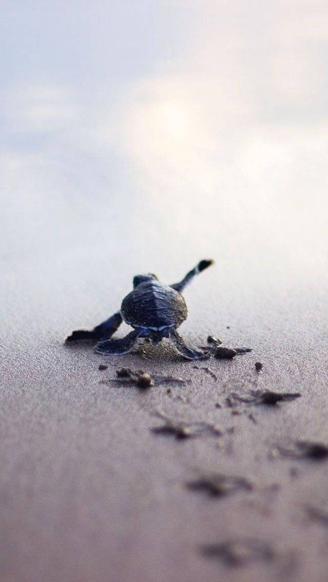 Sea Turtle Footsteps Iphone Background