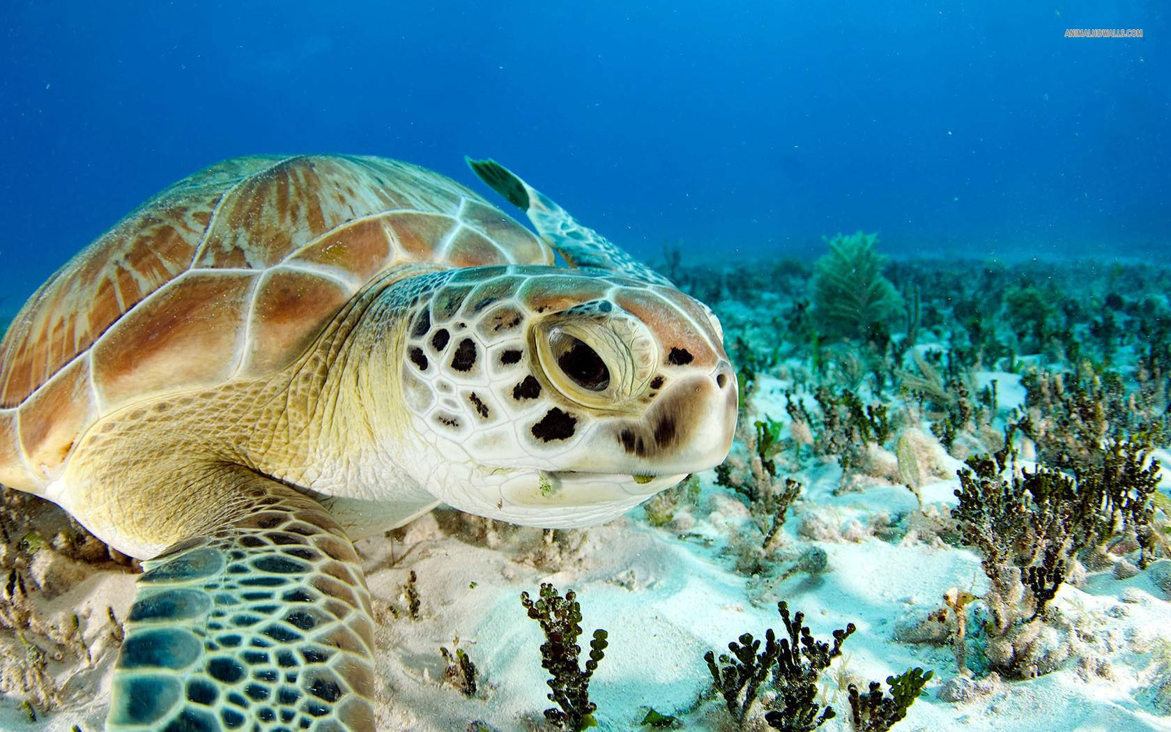 Sea Turtle In A Close-up View Background