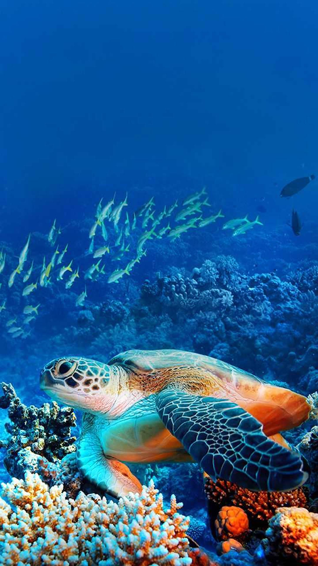 Sea Turtle In Coral Reef Background