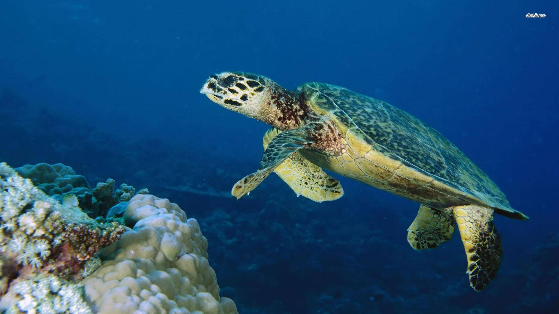 Sea Turtle In Side View Shot Background