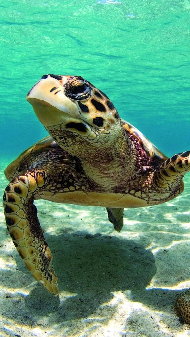 Sea Turtle Looking Up Iphone Background