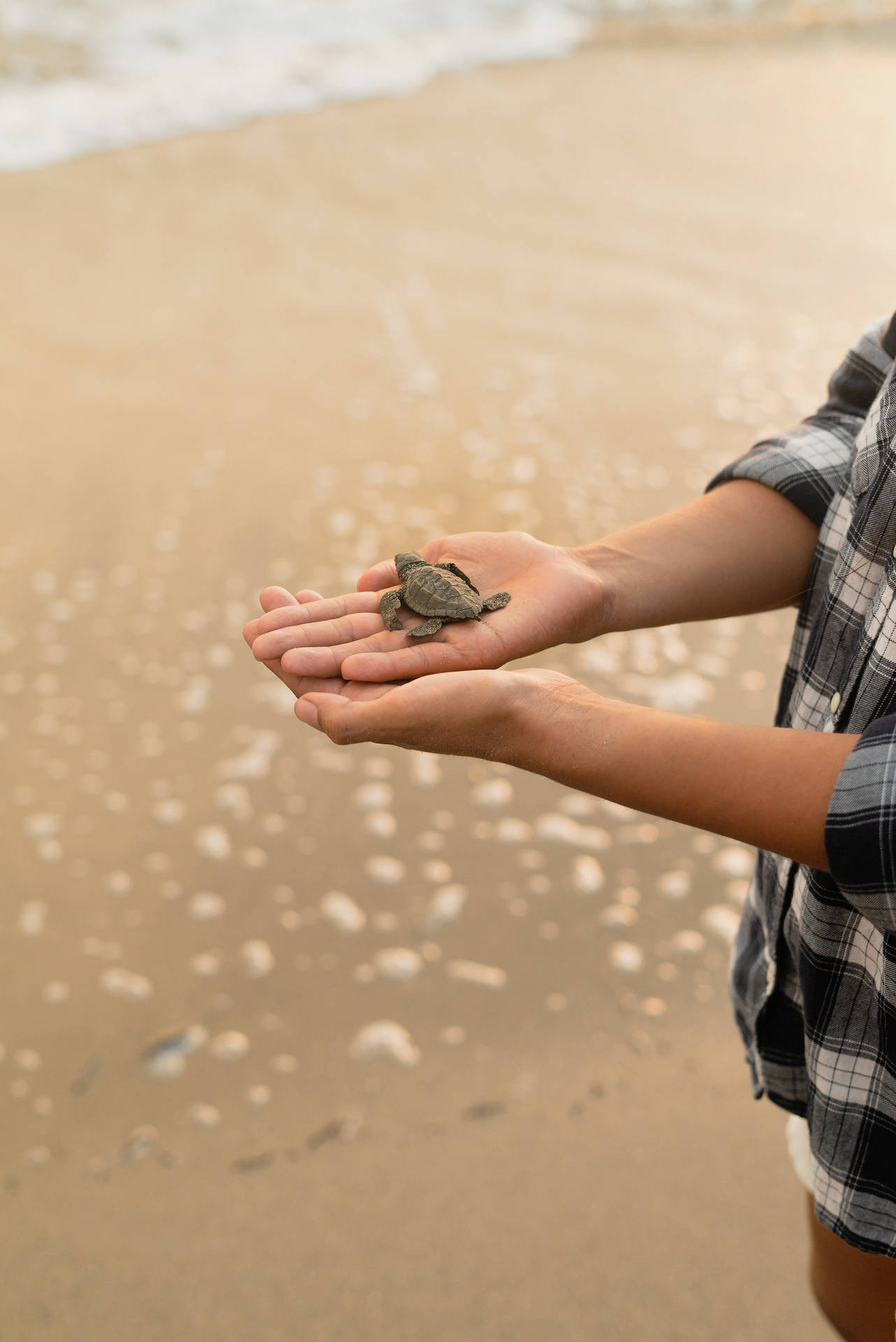 Sea Turtle On Human's Palms