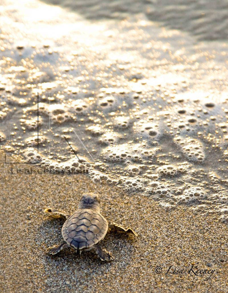 Sea Turtle On Sand Iphone Background