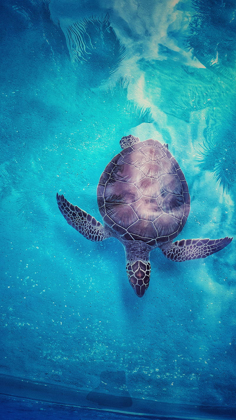 Sea Turtle Purple Iphone Background