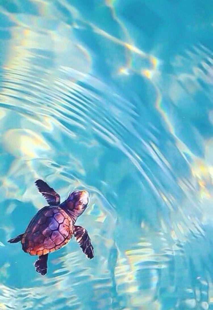 Sea Turtle Ripples Iphone Background