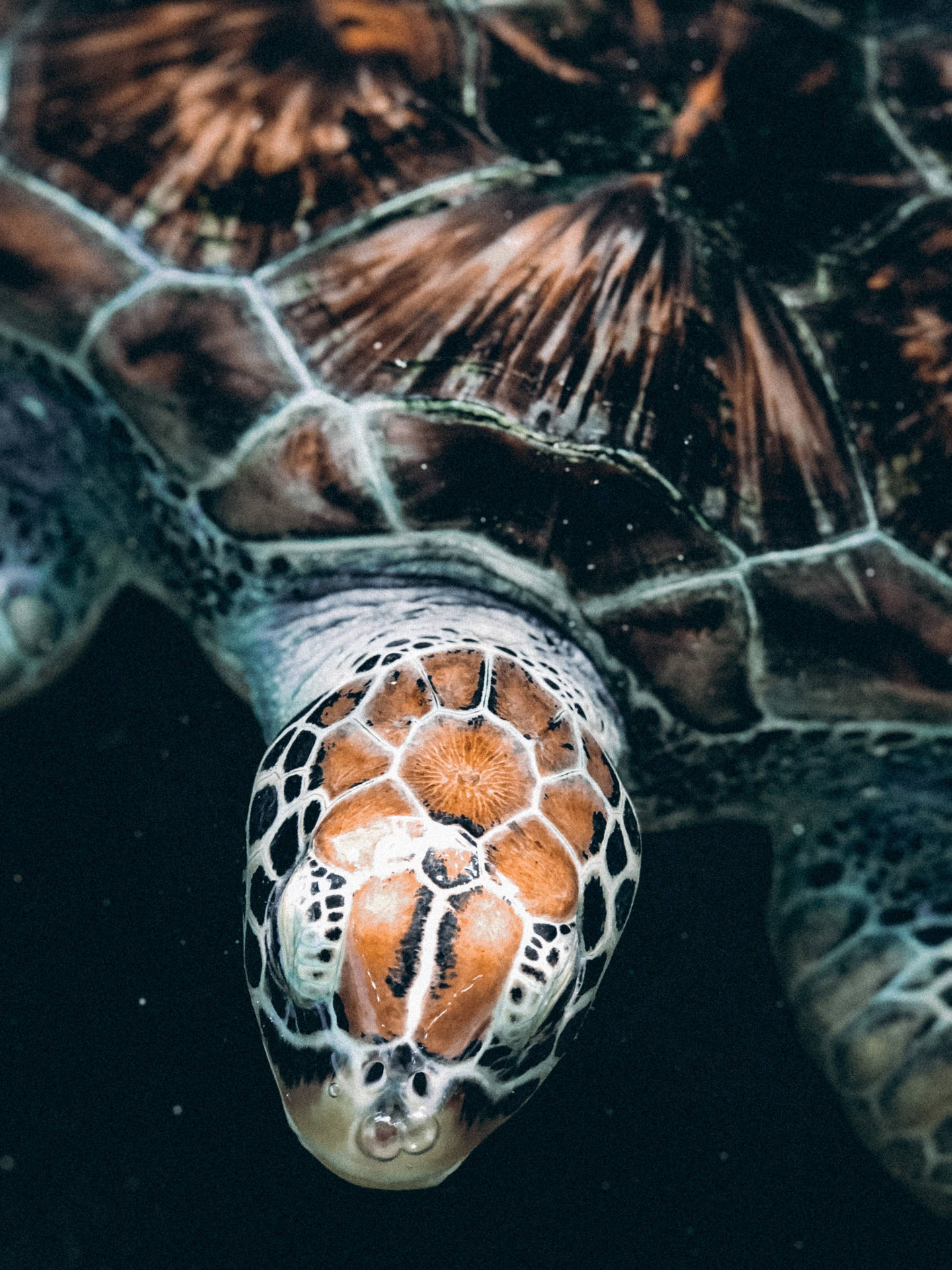 Sea Turtle's Bony Shell Background