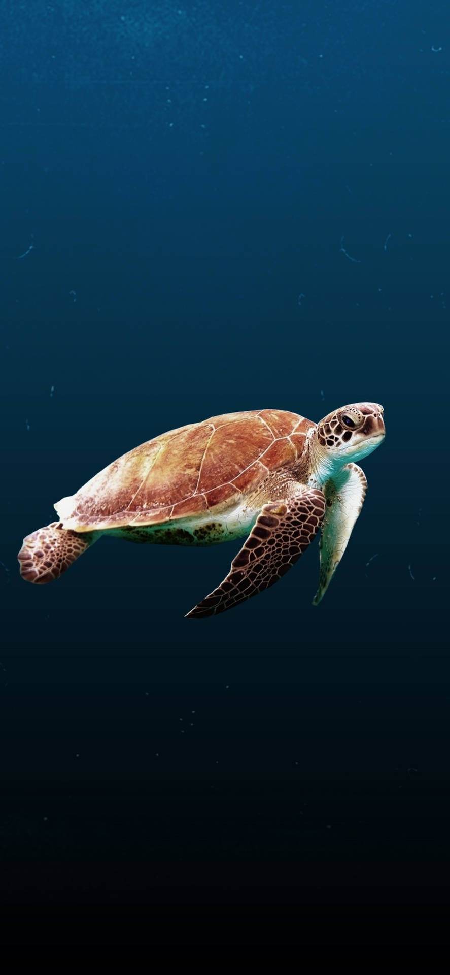 Sea Turtle Side View Iphone Background