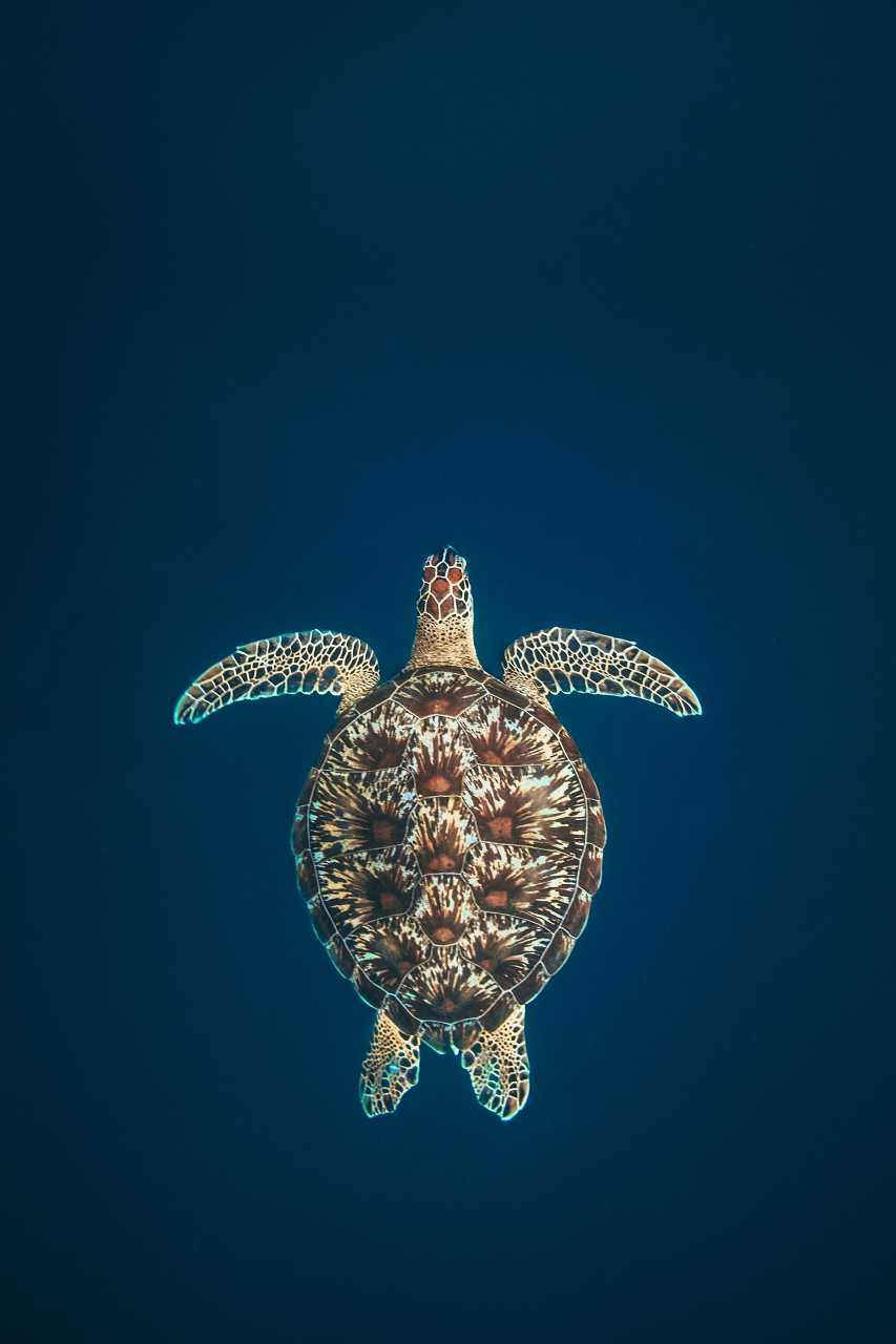 Sea Turtle Straight Iphone Background