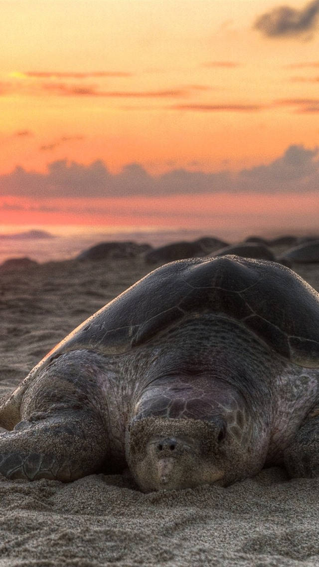 Sea Turtle Sunset Iphone Background