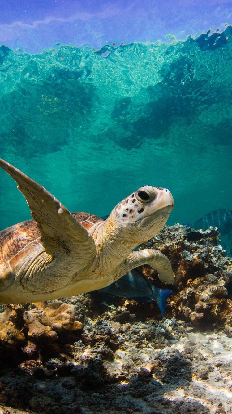 Sea Turtle Swimming In A Bright Blue Sea. Background