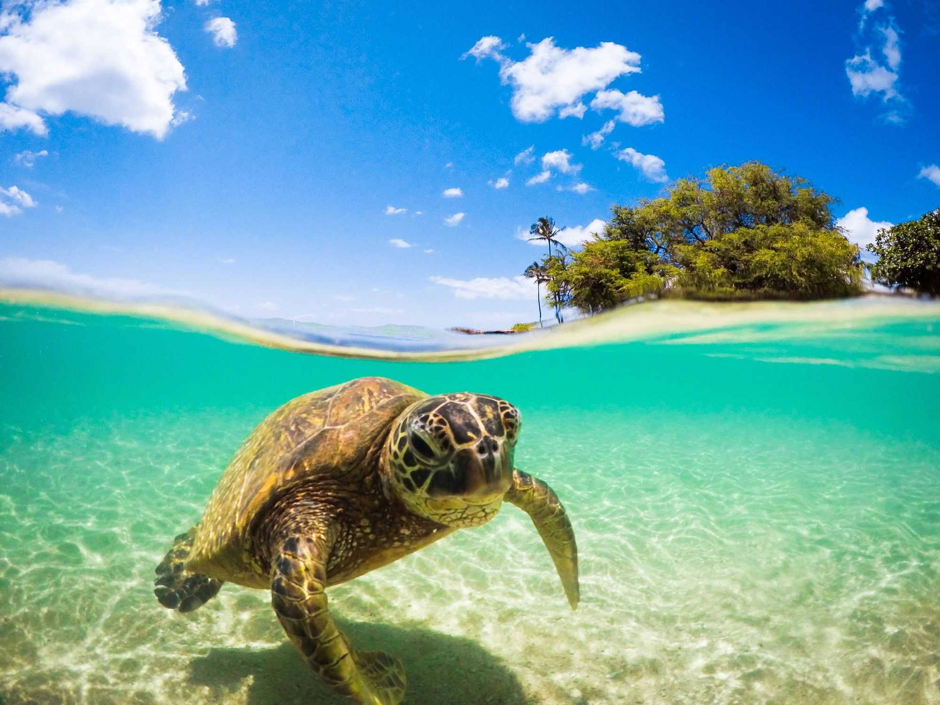 Sea Turtle Swimming Near An Island Background