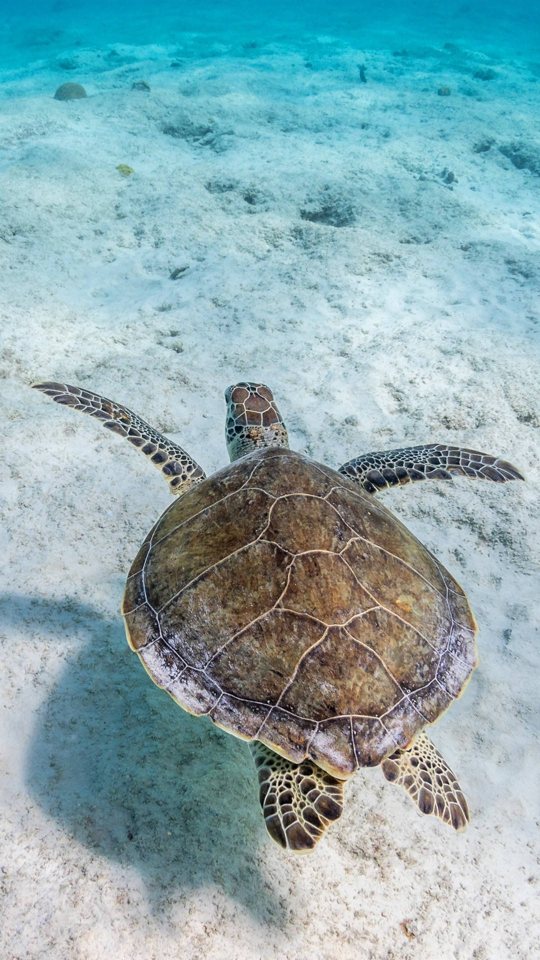 Sea Turtle Swimming Over Iphone Background